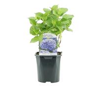 GreenboutiQ - Hortensia - Hydrangea macrophylla Blue - Fleur Bleue - 1 Plante - Feuillage Caduc - Peu D'entretien - Pot 17cm Hauteur 30cm