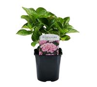 GreenboutiQ - Hortensia - Hydrangea macrophylla Rose - Fleur Rose - 1 Plante - Feuillage Caduc - Peu d'Entretien - Pot 17cm Hauteur 30cm