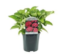 GreenboutiQ - Hortensia - Hydrangea macrophylla Rouge - Fleur Rouge - 1 Plante - Caduc - Peu d'Entretien - Pot 17cm Hauteur 30cm