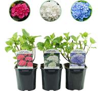 GreenboutiQ - Hortensia - Hydrangea macrophylla Tricolour - Fleur bleue, rose et blanche - 3 Plantes - Feuillage caduc - Peu de soins - Pot 17cm Hauteur 30cm