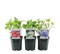GreenboutiQ - Hortensia - Hydrangea macrophylla Tricolour - Fleurs Bleues, Roses et Blanches - 3 Plantes - Caduc - Peu d'Entretien - Pot 17cm Hauteur 30cm