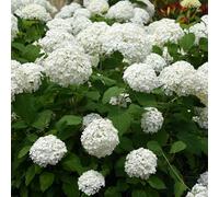 GreenboutiQ - Hortensia Panachée - Hydrangea arborescens Annabelle - Fleurs Blanches - 3 Plantes - 1 m2 - Feuillu - Grandes Fleurs - Pot 17cm Hauteur 50cm