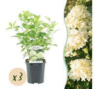 GreenboutiQ - Hortensia paniculé - Hydrangea panniculata Limelight - Fleur crème blanche - 3 plantes - 1 m2 - Feuillage caduc - Grandes fleurs - Pot 17cm Hauteur 50cm