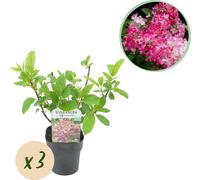 GreenboutiQ - Hortensia paniculé - Hydrangea panniculata Pink Diamond - Floraison Blanc Rose - 3 plantes - 1 m2 - Feuillage caduc - Grandes fleurs - Pot 17cm Hauteur 50cm