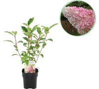 GreenboutiQ - Hortensia paniculé - Hydrangea panniculata Vanille Fraise - Fleur Blanc Rose - 1 Plante - Feuillage caduc - Grandes fleurs - Pot 17cm Hauteur 50cm