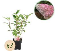 GreenboutiQ - Hortensia paniculé - Hydrangea panniculata Vanille Fraise - Floraison Blanc Rose - 3 plantes 1 m² - Feuillage caduc - Grandes fleurs - Pot 17cm Hauteur 50cm