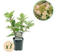 GreenboutiQ - Hortensia paniculé - Hydrangea panniculata Wims Red - Floraison Blanc Rouge - 3 plantes - 1 m2 - Feuillage caduc - Grandes fleurs - Pot 17cm Hauteur 50cm