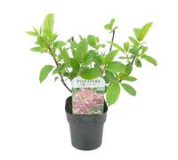 GreenboutiQ - Hortensia Paniculée - Hydrangea panniculata Pink Diamond - Fleurs Blanches Roses - 3 Plantes - 1 m2 - Feuilles Caduques - Grandes Fleurs - Pot 17cm Hauteur 50cm