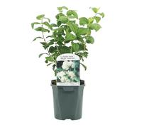 GreenboutiQ - Jasmin des paysans - Philadelphus Snowbelle - Fleur Blanche - 1 Plante - Feuillage Caduc - Peu d'Entretien - Pot 17cm Hauteur 45cm