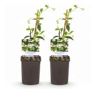 GreenboutiQ - Jasmin Toscane - Trachelospermum jasminoides - Fleurs Blanches - Persistant - 2 plantes - Pot 11cm Hauteur 40cm