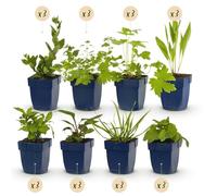 GreenboutiQ - Kit de plantes vivaces - Attire les Abeilles et les Papillons - 24 Plantes Vivaces - Pour 3 m2 - Couleurs Variées - Peu d'Entretien - Pot 11cm