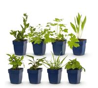 GreenboutiQ - Kit de plantes vivaces - Attire les Abeilles et les Papillons - 8 Plantes Vivaces - pour 1 m2 - Couleurs Variées - Peu d'Entretien - Pot 11cm