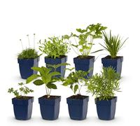 GreenboutiQ - Kit de plantes vivaces - Couleur Blanc - 8 Plantes vivaces - Pour 1 m2 - Couleurs variées - Peu d'entretien - Pot 11cm