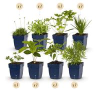 GreenboutiQ - Kit de plantes vivaces - Couleur Blanche - 24 Plantes Vivaces - Pour 3 m2 - Couleurs Variées - Peu d'Entretien - Pot 11cm