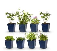 GreenboutiQ - Kit de plantes vivaces - Couverture de sol - 8 Plantes vivaces - Pour 1 m2 - Couleurs variées - Peu d'entretien - Pot 11cm