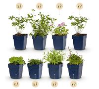 GreenboutiQ - Kit de plantes vivaces - Couverture du sol - 24 Plantes vivaces - Pour 3 m2 - Couleurs variées - Peu d'entretien - Pot 11cm