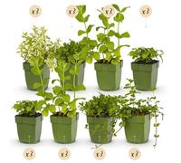 GreenboutiQ - Kit de plantes vivaces - Herbes à thé - 24 Plantes vivaces - Pour 3 m2 - Couleurs variées - Peu d'entretien - Pot 11cm