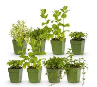 GreenboutiQ - Kit de plantes vivaces - Herbes à thé - 8 Plantes vivaces - Pour 1 m2 - Couleurs variées - Peu d'entretien - Pot 11cm
