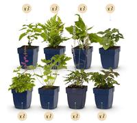 GreenboutiQ - Kit de plantes vivaces - Ombre - 24 Plantes Vivaces - Pour 3 m2 - Couleurs Variées - Peu d'Entretien - Pot de 11 cm