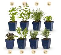 GreenboutiQ - Kit de plantes vivaces - Parfumé - 24 Plantes vivaces - Pour 3 m2 - Couleurs variées - Peu d'entretien - Pot 11cm