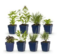 GreenboutiQ - Kit de plantes vivaces - Parfumé - 8 Plantes vivaces - Pour 1 m2 - Couleurs variées - Peu d'entretien - Pot 11cm