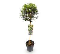 GreenboutiQ Ligustrum delavayanum Plante de jardin, plantes tribales, plantes de terrasse, à feuilles persistantes, peu d'entretien, pot de 19 cm, hauteur 90 cm