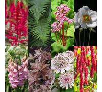 GreenboutiQ - Pack de vivaces - Ombre - 8 vivaces - Pour 1 m2 - Couleurs variées - Peu de soins - Pot 11cm