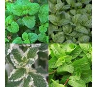 GreenboutiQ - Pack de vivaces - Tisane - 24 vivaces - Pour 3 m2 - Couleurs variées - Peu d'entretien - Pot 11cm