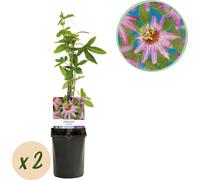GreenboutiQ - Passiflore - Passiflora Anastasia - Fleur rose - Peu de soins - 2 plantes - pot 11cm hauteur 40cm