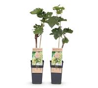 GreenboutiQ - Plant de fruit - Raisin blanc - Vitis vinifera Bianca - 2 plantes - Pot 15cm Hauteur 50cm
