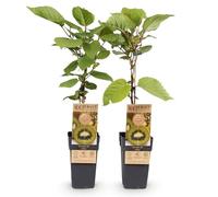 GreenboutiQ - Plante à fruits - Kiwi verte - Actinidia deliciosa Jenny - Fruit vert - 2 plantes - Pot de 15cm Hauteur 50cm