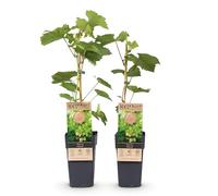 GreenboutiQ - Plante à fruits - Raisin Blanc - Vitis vinifera Himrod - Sans pépins - 2 plantes - Pot 15cm Hauteur 50cm