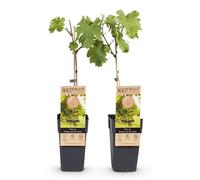 GreenboutiQ - Plante à fruits - Raisin Blanc - Vitis vinifera Précoce van der Laan - 2 plantes - Pot 15cm Hauteur 50cm