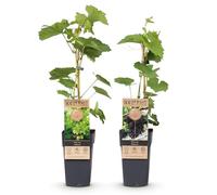 GreenboutiQ - Plante à fruits - Raisin Violet & Blanc - Vitis vinifera Vanessa & Himrod - Sans pépins - 2 plantes - Pot de 15cm Hauteur 50cm
