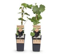 GreenboutiQ - Plante à fruits - Raisin violet - Vitis vinifera Vanessa - Sans pépins - 2 plantes - Pot 15cm Hauteur 50cm