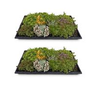 GreenboutiQ - Plante couvre-sol - Résistante à l'hiver - Tapis de Sedum - Comprend 10 variétés - X2 - Peu d'entretien - Longueur 50cm Largeur 30cm