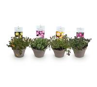 GreenboutiQ - Plante couvre-sol - Rustique - Delosperma Jewel of Dessert - 4 Plantes - Couleurs Rouge - Orange - Violet - Rose - Peu d'Entretien - Pot 14cm Hauteur 17cm