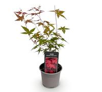 GreenboutiQ - Plante de Jardin - Acer palmatum Beni-maiko - Rouge - 1 Plante - Feuilles Caduques - Peu d'Entretien - Pot 12cm Hauteur 35cm