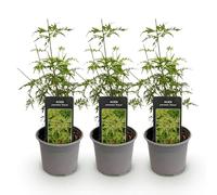 GreenboutiQ - Plante de jardin - Acer palmatum Seiryu - Vert 3 Plantes - Caduc - Peu d'entretien - Pot 12cm Hauteur 35cm