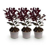 GreenboutiQ - Plante de jardin - Cotinus coggyria Lilla - Violet 3 Plantes - Caduc - Peu d'entretien - Pot 12cm Hauteur 35cm