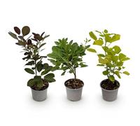 GreenboutiQ - Plante de jardin - Cotinus coggyria Tricolour - Violet-Vert-Jaune - 3 Plantes - Perte de feuilles - Peu d'entretien - Pot 12cm Hauteur 35cm