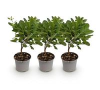 GreenboutiQ - Plante de jardin - Cotinus coggyria Young Lady - Vert 3 Plantes - Feuilles caduques - Peu d'entretien - Pot 12cm Hauteur 35cm