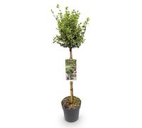GreenboutiQ Plante de jardin, Euonymus fortunei Emerald Gaiety, plante tribale, plante de terrasse, à feuilles persistantes, peu d'entretien, pot de 19 cm, hauteur 90 cm