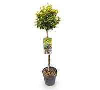 GreenboutiQ Plante de jardin, Euonymus fortunei Emerald n Gold, plante tribale pour terrasse, à feuilles persistantes, peu d'entretien, pot de 19 cm, hauteur 90 cm