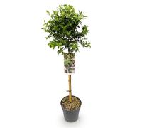 GreenboutiQ - Plante de jardin - Euonymus fortunei Harlequin - Plante sur tige - Plante de terrasse - Persistante - Peu d'entretien - Pot 19cm Hauteur 90cm