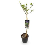 GreenboutiQ - Plante de jardin - Hibiscus syriacus Blue Chiffon® - Plante sur tige - Plante de terrasse - Feuillage caduc - Peu d'entretien - Pot 19cm Hauteur 90cm