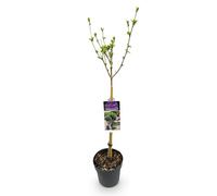 GreenboutiQ Plante de jardin, Hibiscus syriacus Lavande en mousseline, plante tribale, plante de terrasse, feuilles caduques, peu d'entretien, pot de 19 cm, hauteur 90 cm
