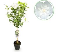 GreenboutiQ - Plante de jardin - Hibiscus syriacus White Chiffon® - Plante tige - Plante de terrasse - Feuillage caduc - Peu de soins - Pot 19cm Hauteur 90cm