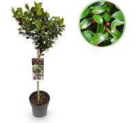 GreenboutiQ - Plante de jardin - Ilex meserveae Blue Maid - Plante tige - Plante de terrasse - Feuillage caduc - Peu de soins - Pot 19cm Hauteur 90cm