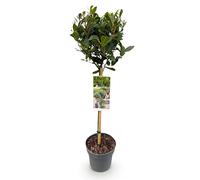 GreenboutiQ - Plante de jardin - Laurus nobilis - Plante sur tige - Plante de terrasse - Persistante - Peu d'entretien - Pot 19cm Hauteur 90cm
